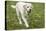 Issaquah, WA. 6 year old English Yellow Labrador walking in a park.-Janet Horton-Stretched Canvas