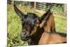 Issaquah, WA. Close-up of 11 week old Oberhasli goats.-Janet Horton-Mounted Photographic Print