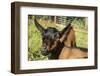 Issaquah, WA. Close-up of 11 week old Oberhasli goats.-Janet Horton-Framed Photographic Print