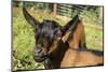 Issaquah, WA. Close-up of 11 week old Oberhasli goats.-Janet Horton-Mounted Photographic Print