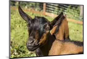 Issaquah, WA. Close-up of 11 week old Oberhasli goats.-Janet Horton-Mounted Photographic Print