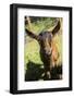 Issaquah, WA. Close-up of an 11 week old Oberhasli goat.-Janet Horton-Framed Photographic Print