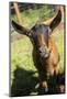 Issaquah, WA. Close-up of an 11 week old Oberhasli goat.-Janet Horton-Mounted Photographic Print