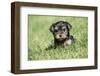 Issaquah, WA. Cute tiny Yorkshire Terrier puppy experiencing his first trip outside on a lawn.-Janet Horton-Framed Photographic Print