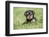 Issaquah, WA. Cute tiny Yorkshire Terrier puppy experiencing his first trip outside on a lawn.-Janet Horton-Framed Photographic Print