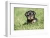 Issaquah, WA. Cute tiny Yorkshire Terrier puppy experiencing his first trip outside on a lawn.-Janet Horton-Framed Photographic Print