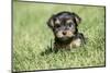 Issaquah, WA. Cute tiny Yorkshire Terrier puppy experiencing his first trip outside on a lawn.-Janet Horton-Mounted Photographic Print