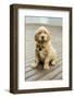 Issaquah, WA. Eight week old Golden Retriever puppy sitting on a wooden deck.-Janet Horton-Framed Photographic Print