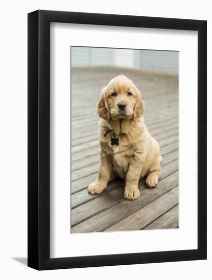 Issaquah, WA. Eight week old Golden Retriever puppy sitting on a wooden deck.-Janet Horton-Framed Photographic Print