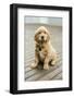 Issaquah, WA. Eight week old Golden Retriever puppy sitting on a wooden deck.-Janet Horton-Framed Photographic Print