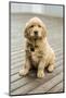 Issaquah, WA. Eight week old Golden Retriever puppy sitting on a wooden deck.-Janet Horton-Mounted Photographic Print