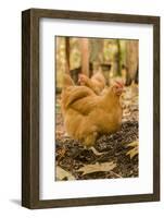 Issaquah, WA. Free-ranging Buff Orpington chickens.-Janet Horton-Framed Photographic Print