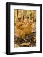 Issaquah, WA. Free-ranging Buff Orpington chickens.-Janet Horton-Framed Photographic Print