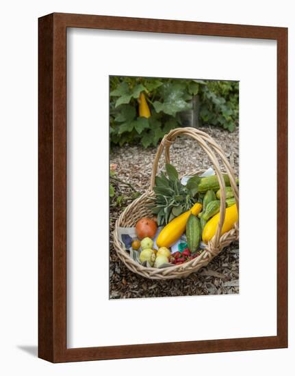 Issaquah, WA. Freshly harvested produce, including cucumbers, squash, strawberries, and tomatoes.-Janet Horton-Framed Photographic Print