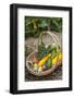 Issaquah, WA. Freshly harvested produce, including cucumbers, squash, strawberries, and tomatoes.-Janet Horton-Framed Photographic Print