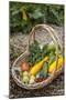Issaquah, WA. Freshly harvested produce, including cucumbers, squash, strawberries, and tomatoes.-Janet Horton-Mounted Photographic Print