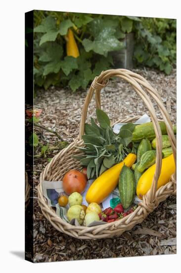 Issaquah, WA. Freshly harvested produce, including cucumbers, squash, strawberries, and tomatoes.-Janet Horton-Stretched Canvas