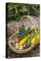 Issaquah, WA. Freshly harvested produce, including cucumbers, squash, strawberries, and tomatoes.-Janet Horton-Stretched Canvas