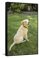 Issaquah, WA. Golden Retriever puppy demonstrating the 'sit' command on his lawn.-Janet Horton-Framed Stretched Canvas
