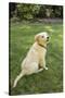 Issaquah, WA. Golden Retriever puppy demonstrating the 'sit' command on his lawn.-Janet Horton-Stretched Canvas