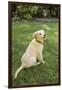 Issaquah, WA. Golden Retriever puppy demonstrating the 'sit' command on his lawn.-Janet Horton-Framed Photographic Print