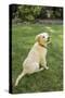 Issaquah, WA. Golden Retriever puppy demonstrating the 'sit' command on his lawn.-Janet Horton-Stretched Canvas