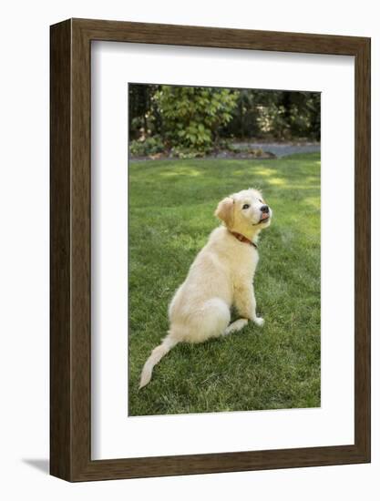 Issaquah, WA. Golden Retriever puppy demonstrating the 'sit' command on his lawn.-Janet Horton-Framed Photographic Print