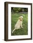 Issaquah, WA. Golden Retriever puppy demonstrating the 'sit' command on his lawn.-Janet Horton-Framed Photographic Print