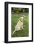 Issaquah, WA. Golden Retriever puppy demonstrating the 'sit' command on his lawn.-Janet Horton-Framed Photographic Print
