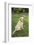 Issaquah, WA. Golden Retriever puppy demonstrating the 'sit' command on his lawn.-Janet Horton-Framed Photographic Print