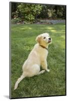 Issaquah, WA. Golden Retriever puppy demonstrating the 'sit' command on his lawn.-Janet Horton-Mounted Photographic Print