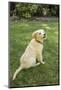Issaquah, WA. Golden Retriever puppy demonstrating the 'sit' command on his lawn.-Janet Horton-Mounted Photographic Print
