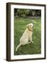 Issaquah, WA. Golden Retriever puppy demonstrating the 'sit' command on his lawn.-Janet Horton-Framed Photographic Print