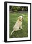 Issaquah, WA. Golden Retriever puppy demonstrating the 'sit' command on his lawn.-Janet Horton-Framed Photographic Print