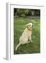 Issaquah, WA. Golden Retriever puppy demonstrating the 'sit' command on his lawn.-Janet Horton-Framed Photographic Print