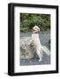 Issaquah, WA. Golden Retriever puppy posing with his front paws on a large rock.-Janet Horton-Framed Photographic Print