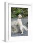 Issaquah, WA. Golden Retriever puppy posing with his front paws on a large rock.-Janet Horton-Framed Photographic Print