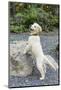 Issaquah, WA. Golden Retriever puppy posing with his front paws on a large rock.-Janet Horton-Mounted Photographic Print