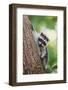 Issaquah, WA. Juvenile raccoon climbing down a tree at its mother's calling.-Janet Horton-Framed Photographic Print