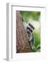 Issaquah, WA. Juvenile raccoon climbing down a tree at its mother's calling.-Janet Horton-Framed Photographic Print