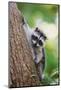 Issaquah, WA. Juvenile raccoon climbing down a tree at its mother's calling.-Janet Horton-Mounted Photographic Print