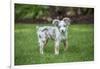 Issaquah, WA. Mini Australian Shepherd puppy playing in his yard-Janet Horton-Framed Photographic Print