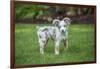 Issaquah, WA. Mini Australian Shepherd puppy playing in his yard-Janet Horton-Framed Photographic Print