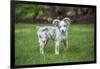 Issaquah, WA. Mini Australian Shepherd puppy playing in his yard-Janet Horton-Framed Photographic Print