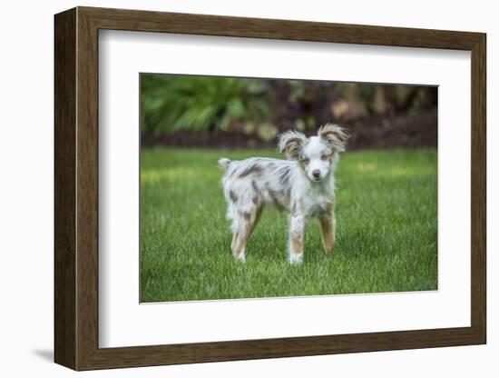 Issaquah, WA. Mini Australian Shepherd puppy playing in his yard-Janet Horton-Framed Photographic Print