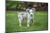 Issaquah, WA. Mini Australian Shepherd puppy playing in his yard-Janet Horton-Mounted Photographic Print