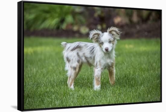 Issaquah, WA. Mini Australian Shepherd puppy playing in his yard-Janet Horton-Framed Stretched Canvas