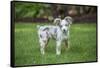 Issaquah, WA. Mini Australian Shepherd puppy playing in his yard-Janet Horton-Framed Stretched Canvas