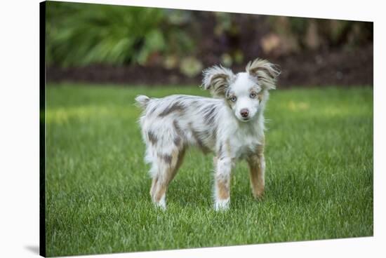 Issaquah, WA. Mini Australian Shepherd puppy playing in his yard-Janet Horton-Stretched Canvas