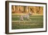Issaquah, WA. One year old American Yellow Labrador running in a park.-Janet Horton-Framed Photographic Print